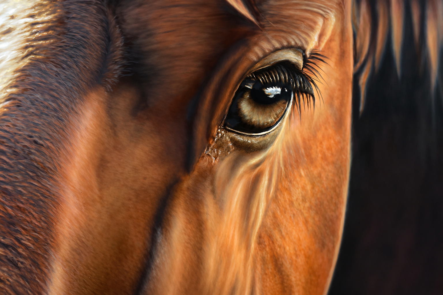 Featured original horse artwork by Dan Gonsalves